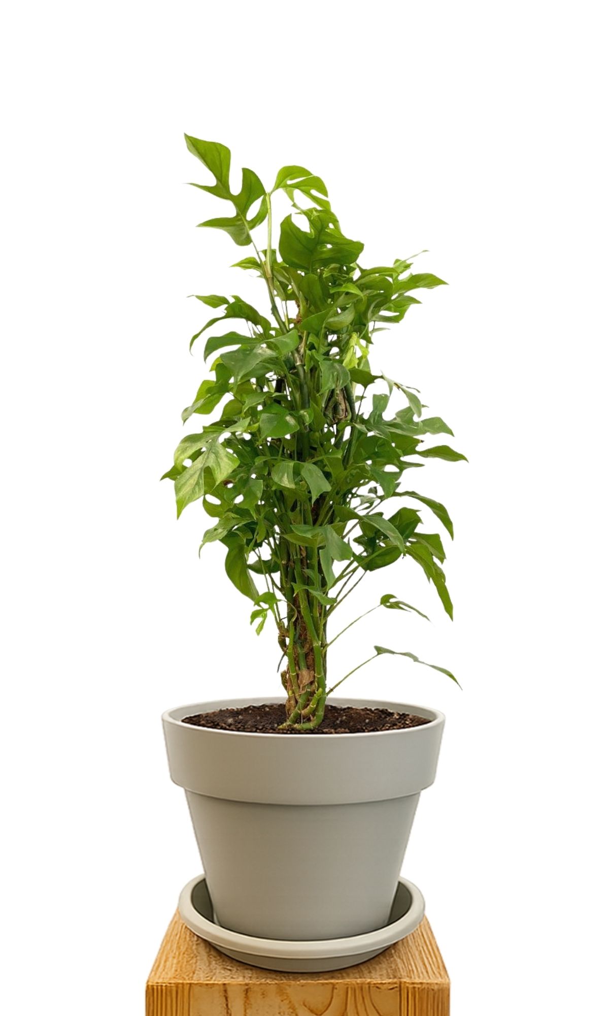 Plant kit 30 Sand
